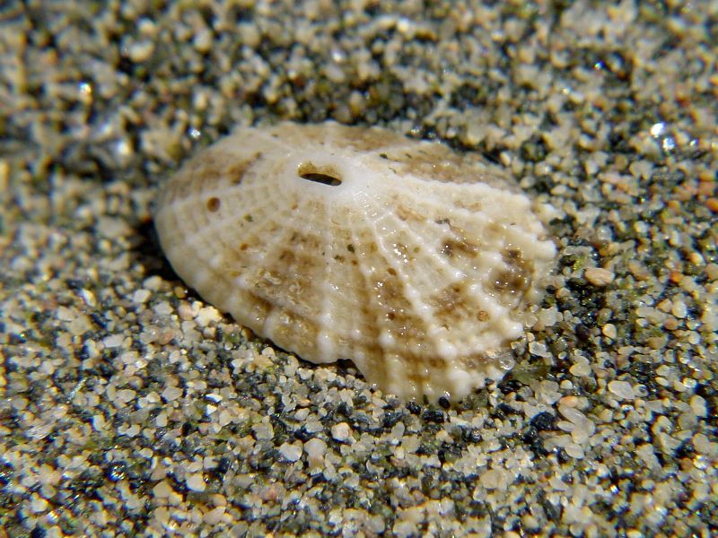 Diodora graeca